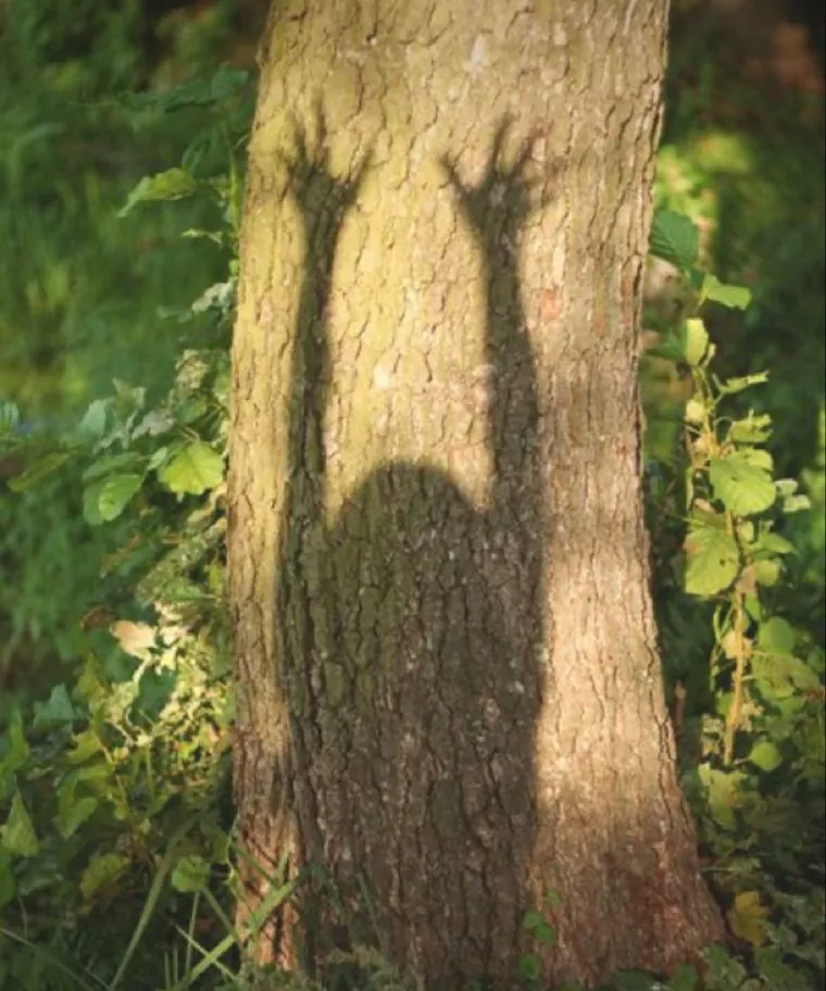 Sombra de una persona con los brazos en alto sobre el tronco de un árbol